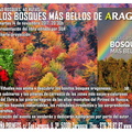mini bosques más bellos Edu Viñuales 14 noviembre